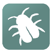 insect